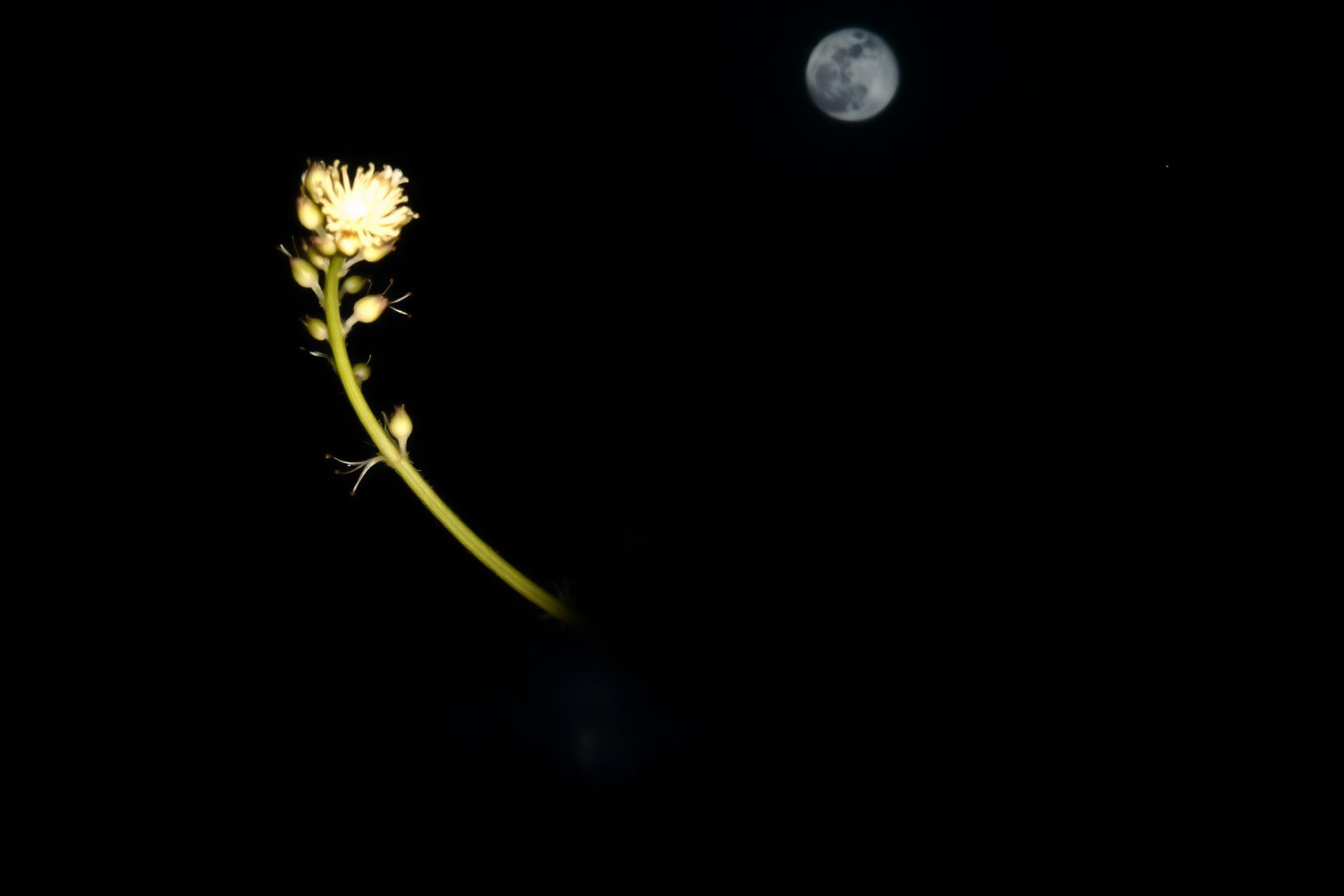 A single wildflower stem faintly lit by moonlight against a dark background