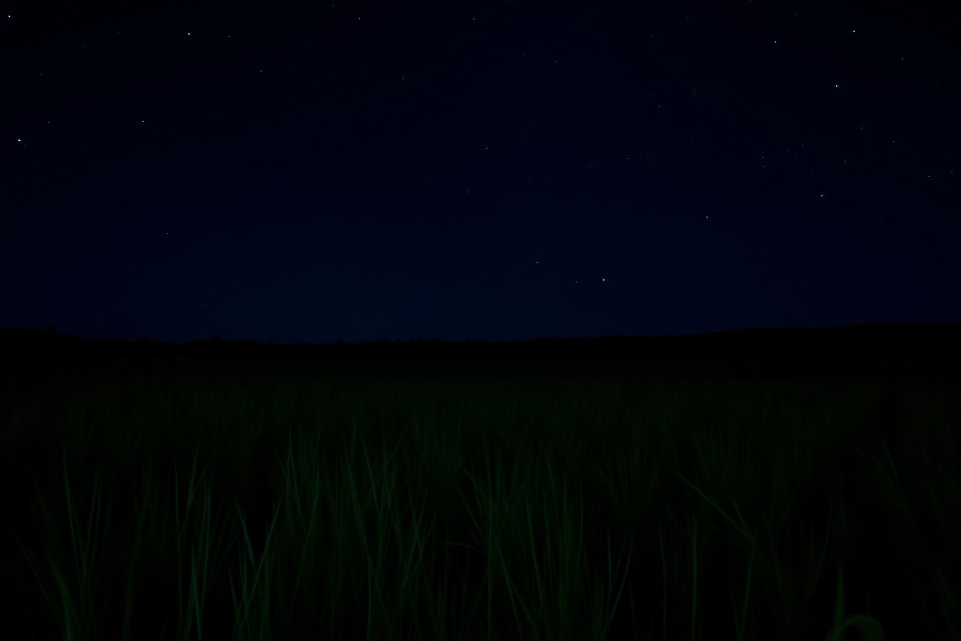 A starlit meadow at night with soft grasses and a dark treeline